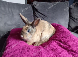 Reduced: 16wk blue eyed doe available