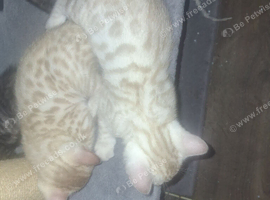 Bengal babies looking for their forever homes