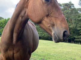 Companion mare