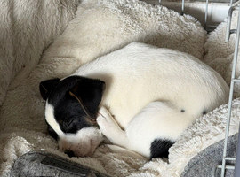 Jack russel puppy
