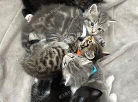 Beautiful kittens for sale Chesterfield