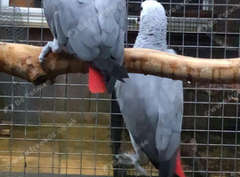 Wanted breeding pair of African greys