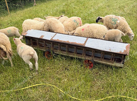 3 x 30kg lambs