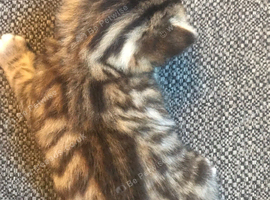 Kittens for sale
