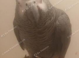 Female African Grey Talking Parrot