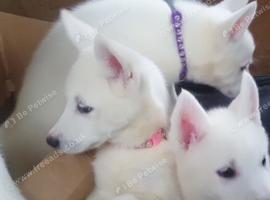 White Husky Pups looking for their forever homes