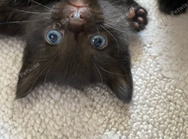 Kittens