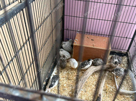 Eleven's 7 week old quail