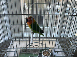 Hi for sale my fisher love bird female with cage and accessories very healthy and active