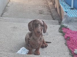 Luna the miniature dachshund
