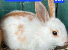 2 Dutch rabbits and 1 English spot all babies