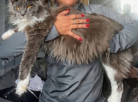 Main coone kittens