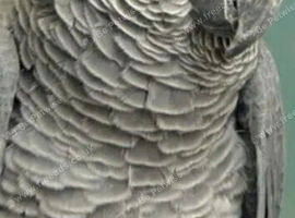 Looking for african gery parrots