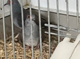 Diamond doves