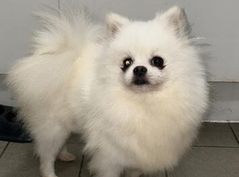 Beautiful kc reg Pom female