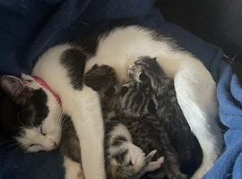 Kittens for sale
