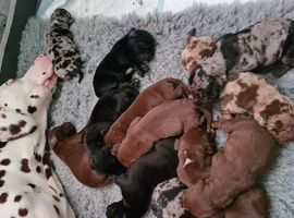 Dalmatian cross Dachshund puppies