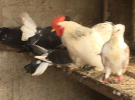One male ten hens 40 pounds hood templament lives with doves and ducks