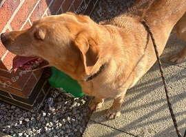 Red fox Labrador