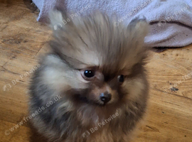 Toy pomeranian pup
