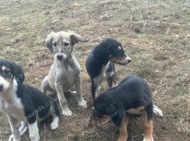 Saluki puppies