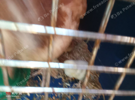 1 chick free