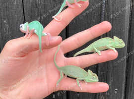 Baby Yemen Chameleons Normals & Pieds