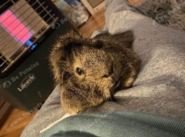 Two gorgeous long haired Peruvian indoor only friendly boys
