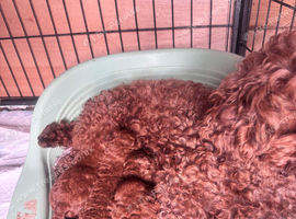 Red Cavapoos