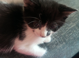 1 beautiful kitten looking for forever homes