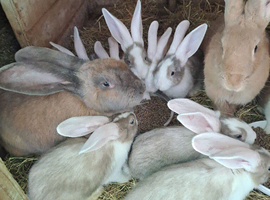 PURE Continental Giants - White Eared - Vaccinated 3 in 1 - RESERVE