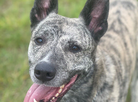 Japanese Akita X greyhound for STUD ONLY