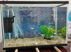 Golden Cloud Minnow with fish tank complete setup.