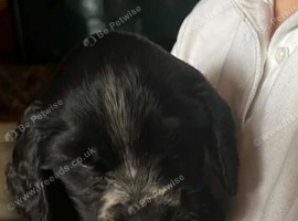 Lovely boy cockerspaniels