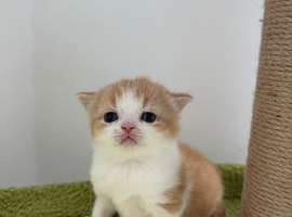 Beautiful TICA Registered British Shorthair