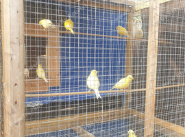 Baby canaries