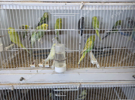Budgies