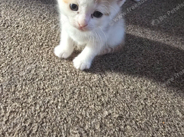 6 beautyfull kittens looking for forever loving home