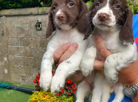 English  Springer Spaniel  puppies