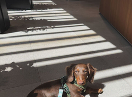 Miniature Dachshund Male