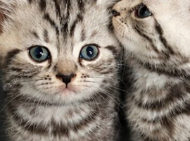 Beautiful pedigree GCCF silver and black tabbies.