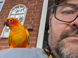 2 year old female sun conure. Ridiculously tame.