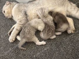 Scottish fold kittens for sale
