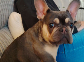 Female french bulldog puppy