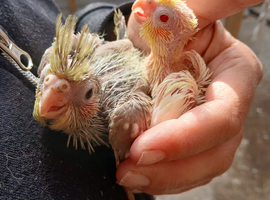Cockatiels hand reared