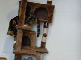 Brown cat tree