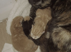 3 kittens avaliable