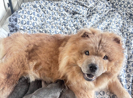 5 beautiful chowchow puppies