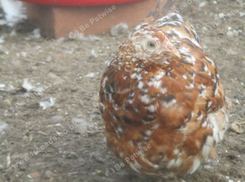 Pair of Pekin Pullets ( Guaranteed Female)