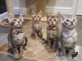 Stunning Pedigree Bengal Kittens